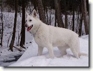 White swiss shepherd dog \\\\\(Dog standard\\\\\)