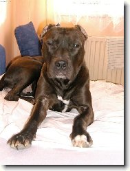 American Pit Bull Terrier