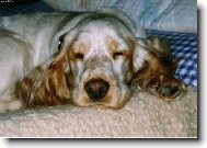 English Cocker Spaniel