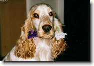 English Cocker Spaniel