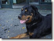 Rottweiler