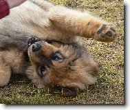 Tibetan Mastiff