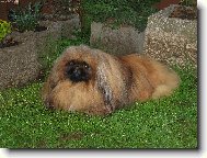 Pekingese, Pekinese, Peking Palasthound