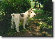 Fox terrier wire \\\\\(Dog standard\\\\\)