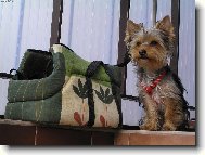 Jorkrsk terier, Yorkshire Terrier,