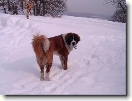 Saint Bernard \\\\\(Dog standard\\\\\)