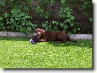 Labrador Retriever