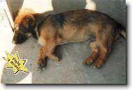 Dachshund