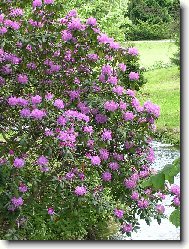 Rhododendron, Azalea