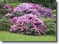 Rhododendron, Azalea