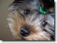 Jorkrsk terier, Yorkshire Terrier,