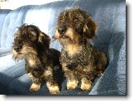 Dachshund