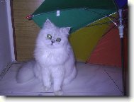 Persian cat