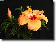 Hibiscus rosa-sinensis