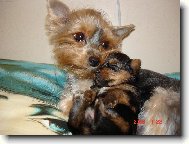 Jorkrsk terier, Yorkshire Terrier,