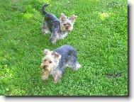 Jorkrsk terier, Yorkshire Terrier,