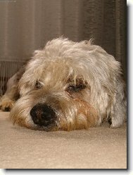 Dandie Dinmont Terrier