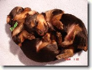 Jorkrsk terier, Yorkshire Terrier,