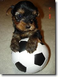 Jorkrsk terier, Yorkshire Terrier,