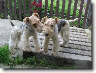 Fox terrier wire \\\\\(Dog standard\\\\\)