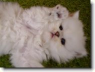 Persian cat