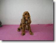 English Cocker Spaniel