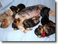 Jorkrsk terier, Yorkshire Terrier,