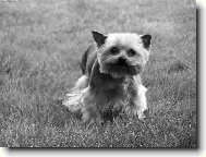 Jorkrsk terier, Yorkshire Terrier,