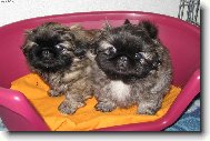 Pekingese, Pekinese, Peking Palasthound