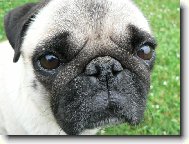 Pug