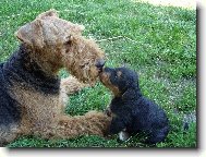 Airedale terrier \(Dog standard\)