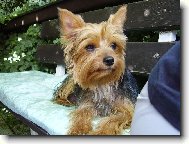 Jorkrsk terier, Yorkshire Terrier,