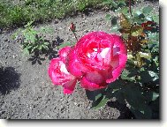 Rosa