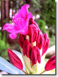 Rhododendron, Azalea