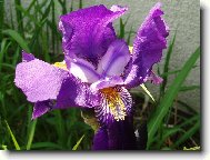 Iris