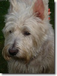 West highland white terrier \\\\\(Dog standard\\\\\)