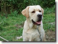 Labrador Retriever