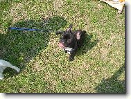 Epagneul Francais, French Spaniel