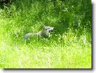 Chechoslovakian wolfdog \\\\\(Dog standard\\\\\)