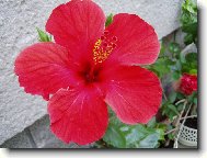 Hibiscus rosa-sinensis