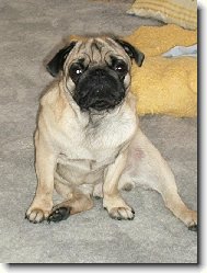 Pug