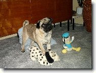 Pug