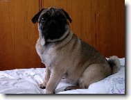 Pug