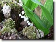 Convallaria majalis
