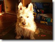 West highland white terrier \\\\\(Dog standard\\\\\)