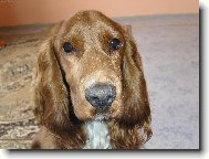 American Cocker Spaniel