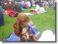 American Cocker Spaniel