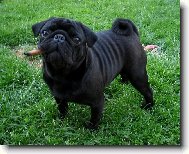 Pug