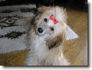 Chinese Crested Dog