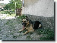 German Shepherd Dog